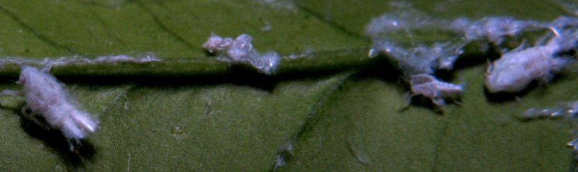 Insetti da identificare: Flatidae; ninfe Metcalfa pruinosa